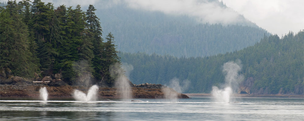 5-humpbacks-2