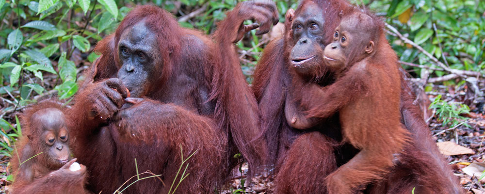 Orangutan-family