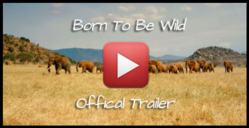 born_to_be_wild_trailer